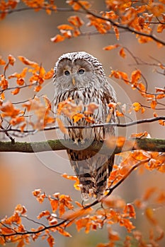 Grey Ural Owl, Strix uralensis, sitting on tree branch, at orange leaves oak autumn forest