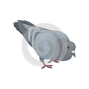 Grey urban pigeon bird vector Illustrations on a white background