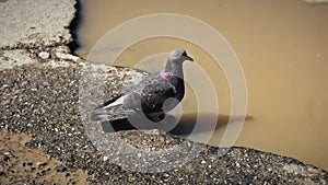 Grey urban pigeon drinks from a muddy puddle on the asphalt street.