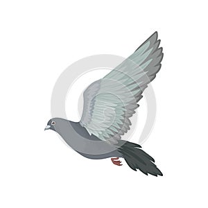 Grey urban pigeon flying, side view vector Illustrations on a white background