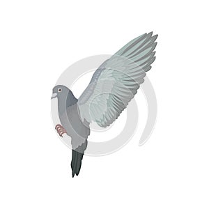 Grey urban pigeon flying vector Illustrations on a white background