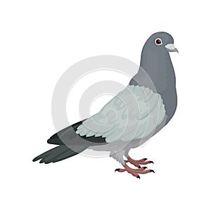 Grey urban pigeon, side view vector Illustrations on a white background