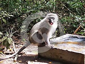 Grey Vervet Monkey at Monkeyland on Garden Route, South Africa photo