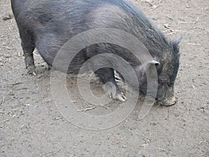 Vietnamese potbellied pig photo
