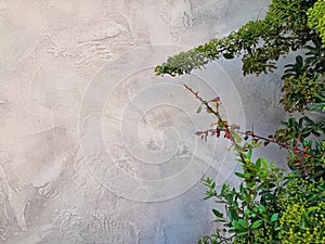 Gray old concrete wall and plant leaves green abstract background