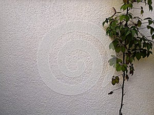 Gray old concrete wall and plant leaves green abstract background