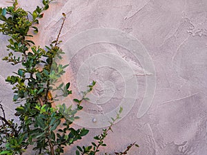 Gray old concrete wall and plant leaves green abstract background