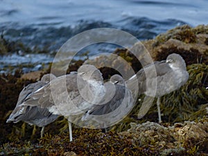 Grey Waders Birds Closeup at Asilomar Beach, CA