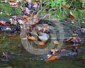 Grey wagtail bird in the river