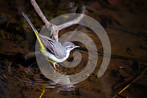 Grey Wagtail