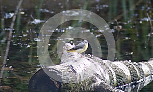 Grey wagtail on a fallen tree