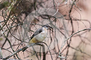 Grey wagtail fledgeling on a tree