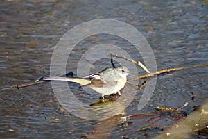 Grey wagtail hunting in a river