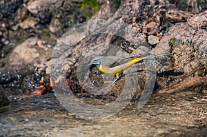 Grey wagtail looking for food at the bank of a creek