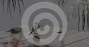 Grey Wagtail (Motacilla cinerea)