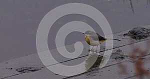 Grey Wagtail (Motacilla cinerea)