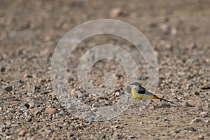 Grey wagtail (Motacilla cinerea) on autumn, moving around gravel