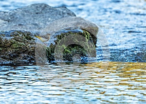 Grey Wagtail (Motacilla cinerea) - A Delicate Dance