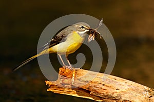 Grey wagtail, Motacilla cinerea, gray and yellow water bird with insect food in the bill, meat for young, animal in the nature