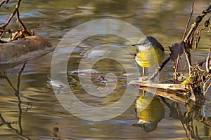 Grey Wagtail Motacilla cinerea with reflections