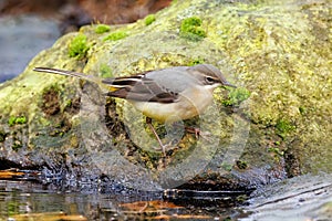 Grey Wagtail - Motacilla cinerea searching for food.