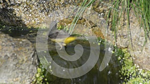 Grey wagtail Motacilla cinerea in water feature