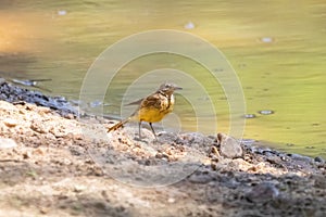 Grey wagtail Motacilla cinerea wet after taking a bath in a pond. Colourful bird in the family Motacillidae, showing long tail