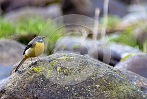 Grey wagtail perched on a rock in the river