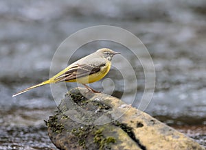 Grey wagtail perched on a rock in a watery landscape surrounded by rocks