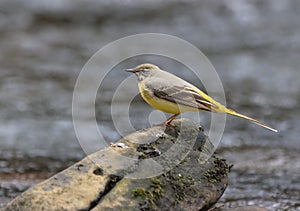 Grey wagtail perched on a rock in a watery landscape surrounded by rocks