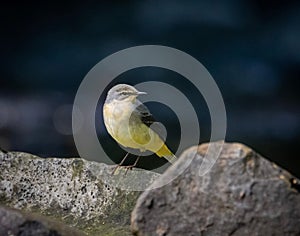 Grey wagtail perched on a rocky outcrop, its head cocked to one side as it surveys the surroundings