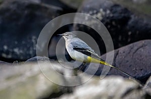 Grey wagtail perched on a rocky outcrop, its head cocked to one side as it surveys the surroundings