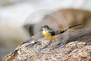 Grey Wagtail on the rock