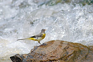 Grey Wagtail on the rock