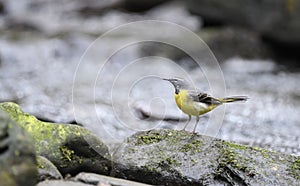 Grey Wagtail on a rock