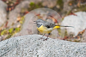Grey wagtail on a rock singing