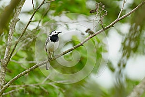 Grey wagtail sitting on a tree branch