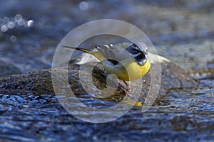 Grey wagtail in spring