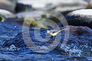 Grey wagtail in spring