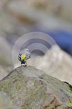 Grey wagtail