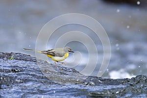 Grey wagtail
