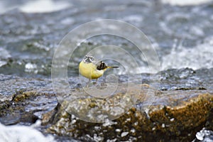 Grey wagtail