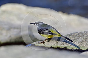 Grey wagtail