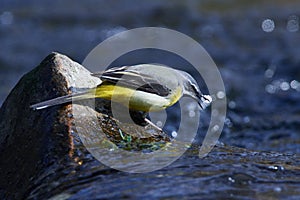 Grey wagtail in spring