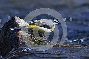 Grey wagtail in spring