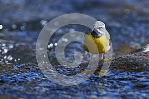 Grey wagtail in spring