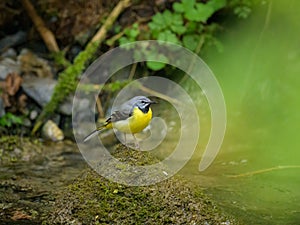 A Grey Wagtail standing on a stone