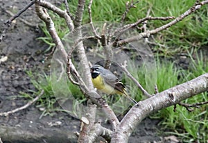 Grey wagtail on tree by river