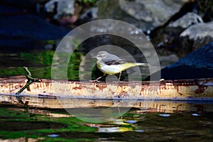 Grey wagtail on a tree in a river