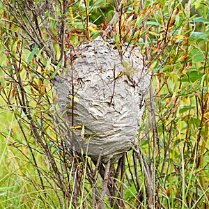 Grey wasps nest in willow bush